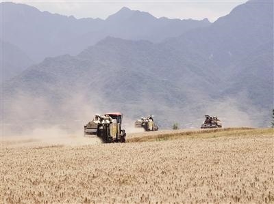 长安区小麦收割面积已过三成