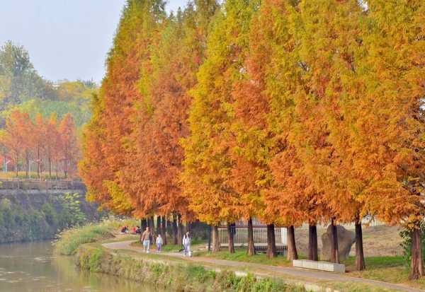 水杉红 惹人醉