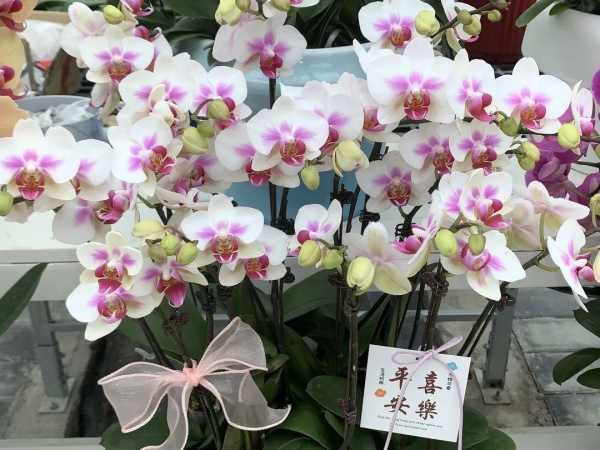西安秦北世纪花园中心实现全年供应开花蝴蝶兰