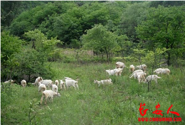 秦岭关中山羊生态养殖基地--山羊领养开始啦